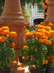 traditional mexican day of the dead - dia de los muertos flowers marigold - cempasuchil next to old...