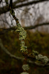moss on tree