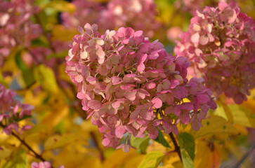 Autumn blooming  hydrangea paniculata 'Pink Diamond'  shrub. Closeup photo outdoors  in autumn garden. 