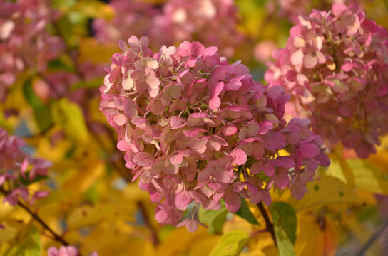 Autumn blooming  hydrangea paniculata 'Pink Diamond'  shrub. Closeup photo outdoors  in autumn garden. 