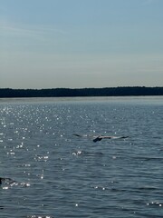 seagull on the water