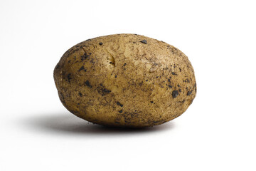 Freshly harvested potato with soil on its surface isolated