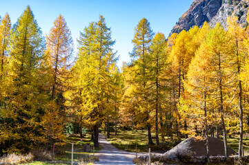 Forest and trees on a sunny autumn day. Nature, autumn, and colors.
