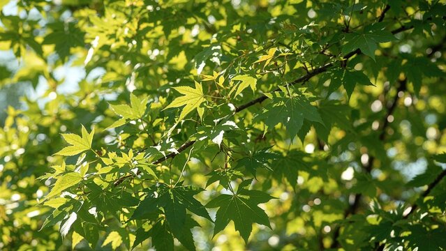 Flowering Maple Tree with leaves similar to Ash-Tree leaves