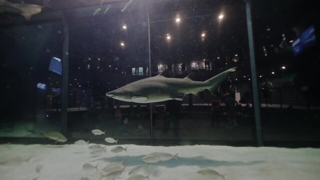 A sand shark glides gracefully in the Cape Town Oceanarium, appearing to levitate in crystal-clear water filled with soft light, captured from inside the tank as if floating beside this majestic