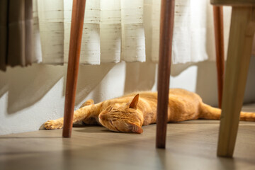 An orange cat sleeping under a window curtain indoors on a warm day