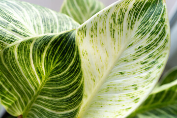 Detailed look at vibrant green leaves with striking patterns indoors during daylight hours. philodendron birkin or new wave. © Natali