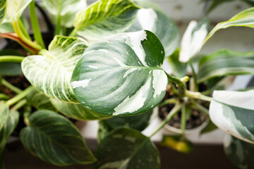 variegated philodendron white princess on the windowsill © Natali