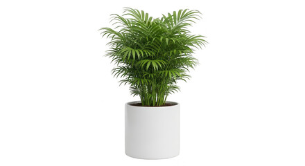 Majestic areca palm in a white pot isolated on transparent background, a tropical beauty