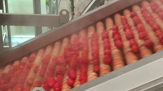 drone, interni di stabilimento lavorazione di conserve di pomodoro