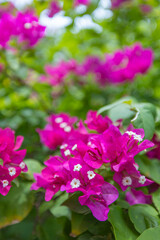 Best Gorgeous Pink Bougainvillea Flowers Full Bloom. Top Beautiful Tropical Nature Closeup Sunny Vivid Floral Foliage Garden Background. Popular Perfect Exotic Summer Wallpaper. Tranquil Blossom Art