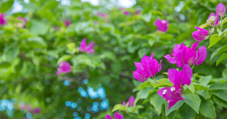 Best Gorgeous Pink Bougainvillea Flowers Full Bloom. Top Beautiful Tropical Nature Closeup Sunny Vivid Floral Foliage Garden Background. Popular Perfect Exotic Summer Wallpaper. Tranquil Blossom Art