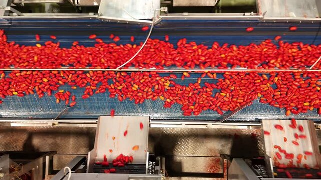 drone, interni di stabilimento lavorazione di conserve di pomodoro