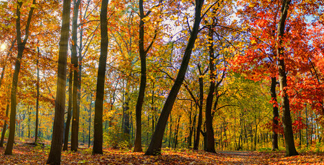 Gorgeous Autumn Forest Trail Landscape with Seasonal Nature Background for Wall Art. Stunning...