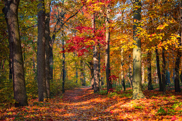 Gorgeous Autumn Forest Trail Landscape with Seasonal Nature Background for Wall Art. Stunning Closeup Colorful Leaves showcase Vibrant Fall Colors. Tranquil Path Scenic Beauty. Perfect Outdoors Nature
