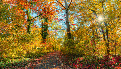Gorgeous Autumn Forest Trail Landscape with Seasonal Nature Background for Wall Art. Stunning Closeup Colorful Leaves showcase Vibrant Fall Colors. Tranquil Path Scenic Beauty. Perfect Outdoors Nature
