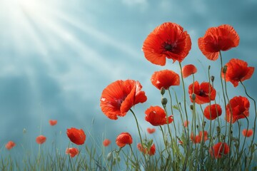 Fototapeta premium Poppy Field Under Sun: A vibrant display of red poppies dances gracefully in a field, basking under the warmth of the sun, evoking feelings of serenity and beauty.