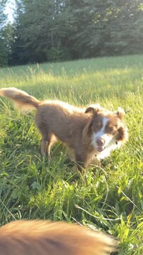Two dogs are playing in a grassy field