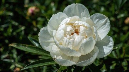 Close-up of a white peony flower photographed on a sunny summer day with green background and massive peony flower.