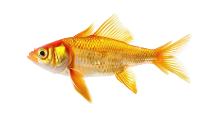 Vibrant goldfish swimming gracefully in clear water with aquatic plants in the background, isolated on white background