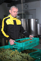 A worker holds a box of grapes in his hands. Grapes for wine production. Grape processing. A natural product. A small winery.