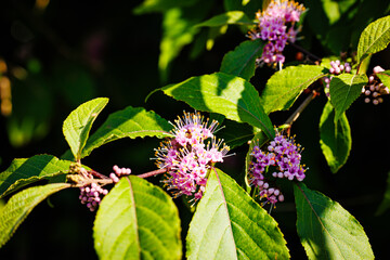 A close-up view of the pink purple flowers of the beautyberry bush (Callicarpa bodinieri) surrounded by green leaves. 