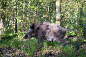 wild boar