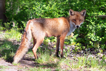 red fox
