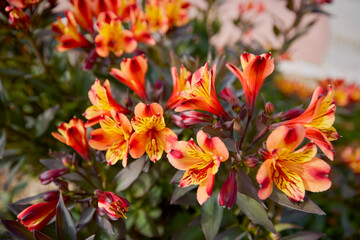 Obraz premium a beautiful flower in the light of an autumn day