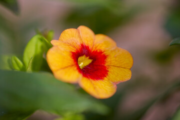 a beautiful flower in the light of an autumn day
