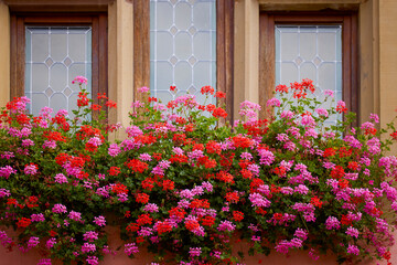 a beautiful flower in the light of an autumn day