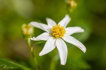 a beautiful flower in the light of an autumn day