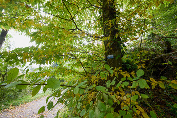 a forest bike trail sign on a tree