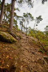 a mountain trail through the forest among trees, rocks and roots