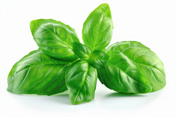 Fototapeta premium Fresh Green Basil Leaves Macro Photography Food Herbs Cooking Ingredient Kitchen Garden Aromatic
