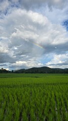 green field and sky