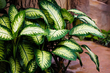 Vibrant green leaves of a tropical Dieffenbachia plant in a lush garden setting during bright...