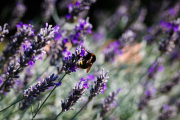 Bumblebee collects nectar from blooming lavender flowers in a sunny garden setting