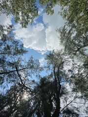 trees and sky