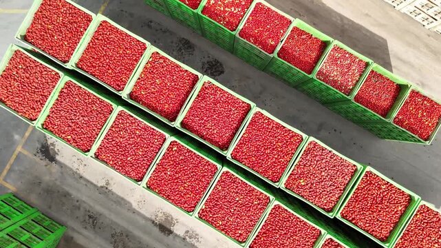 drone vista di casse di pomodori in stabilimento di lavorazione del pomodoro
