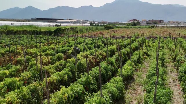 drone, vista su campo di pomodori
