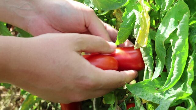 mani di uomo prendono pomodori San Marzano dalla pianta