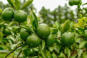 Citrus unshiu is an evergreen small tree with thin peel and sweet, aromatic fruits rich in vitamin C, widely cultivated in Korea. Photographed in Korea.