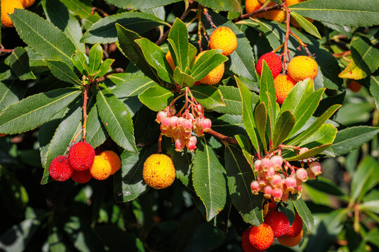 Arbutus Unedo Tree with Red and Orange Berries and Flowers