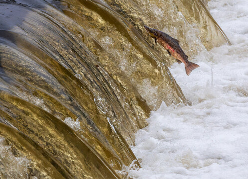 Verletzter Lachs, der mit einem verzweifelten Sprung versucht, nach 2000km Wanderung sein Geburtsgew&auml;sser zu erreichen. 