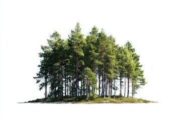 Fototapeta premium tree concept with a copy space