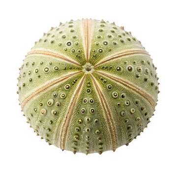 A close up of a sea urchin isolated on a transparent background
