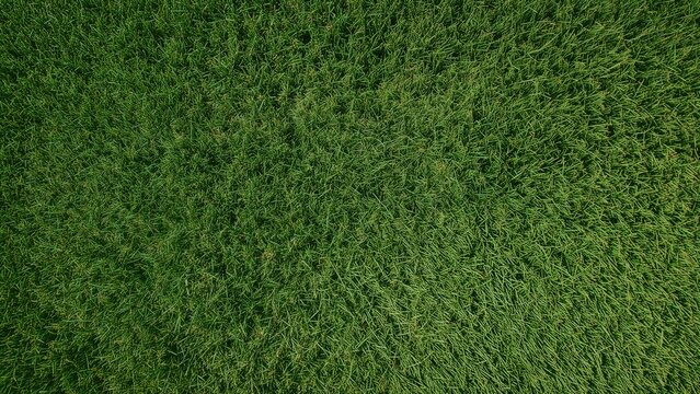 Green grass top view field texture pattern for sport item background