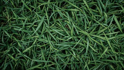 Grass floor background, pattern, abstract, texture, nature, spring, grass, garden, green, color
