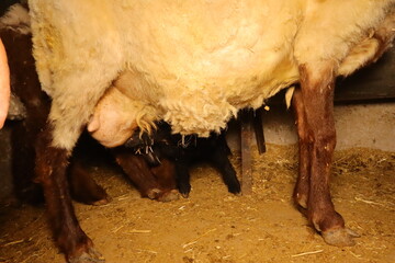 Veterinarian palpating an abdominal hernia in a sheep during clinical exam. Valuable medical...